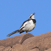 African Pied Wagtail